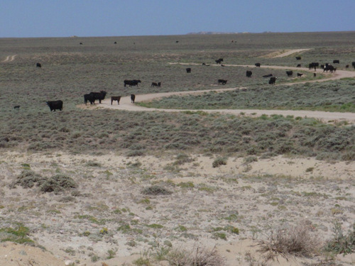 Cattle on the GDMBR.